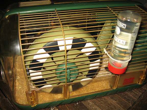 My hamster Lucy's latest cage clean.