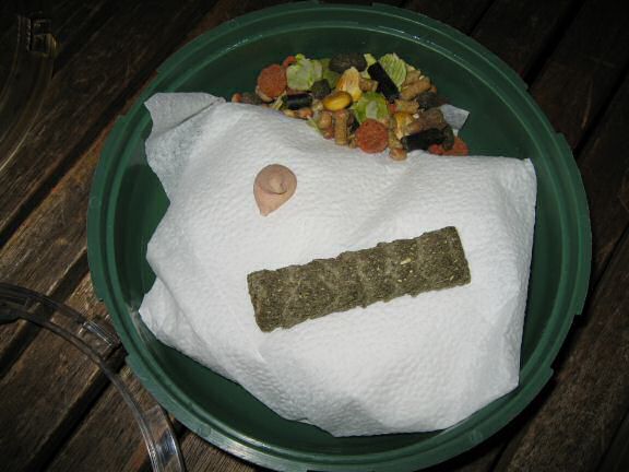 My Poor, Poor, hamster Lucy - part IV.