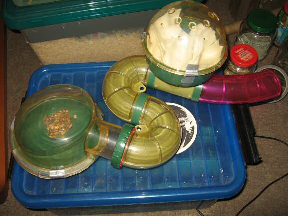 Cleaning my hamster Lucy's bedroom.