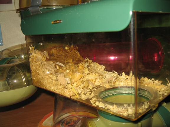 My hamster Lucy's Cage Maintenance.