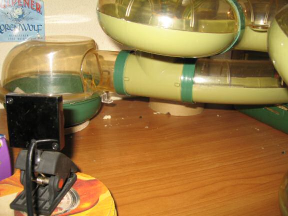 My hamster Lucy getting her bedroom cleaned.