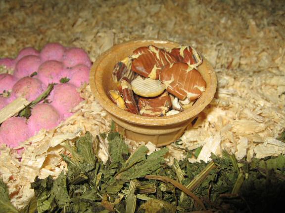 My hamster Lucy's Cage-Clean (again).