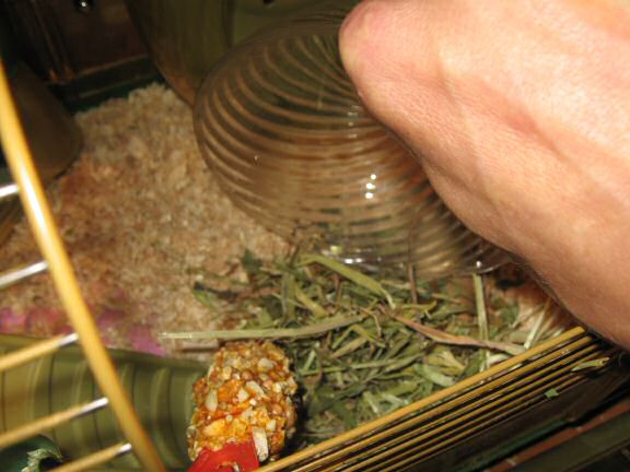 Cleaning my hamster Lucy's bedroom.