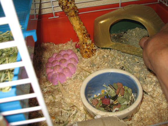 Cleaning my hamster Lucy's cage ...