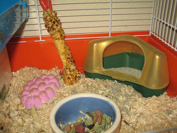 Cleaning my hamster Lucy's cage ...