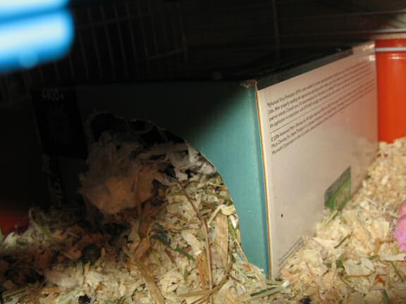 Cleaning my hamster Lucy's cage ...