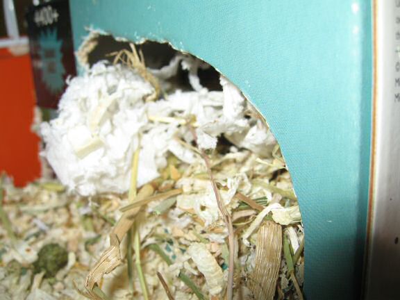 Cleaning my hamster Lucy's cage ...