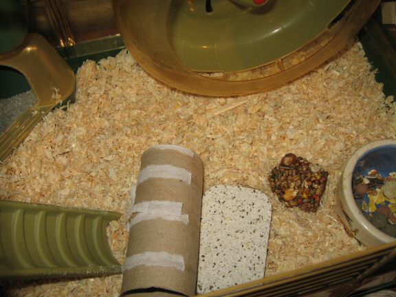 Cage cleaning for my hamster Lucy...