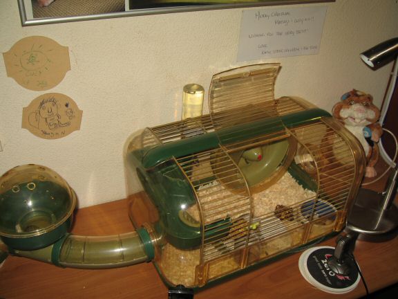Cage cleaning for my hamster Lucy...