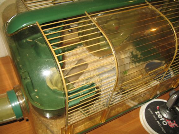 My hamster Lucy's X-mas spirit ...