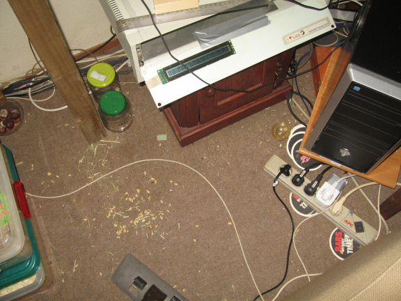 Pine-Seeds for my hamster Lucy