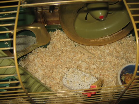 Cage clean for my hamster Lucy.