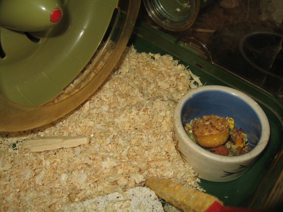 Cage clean for my hamster Lucy.