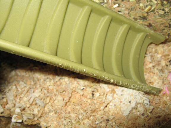 My hamster Lucy has been keepin' busy.