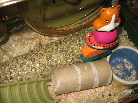 My hamster Lucy has been keepin' busy.