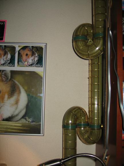 The latest living quarters addition to Lucy's cage.