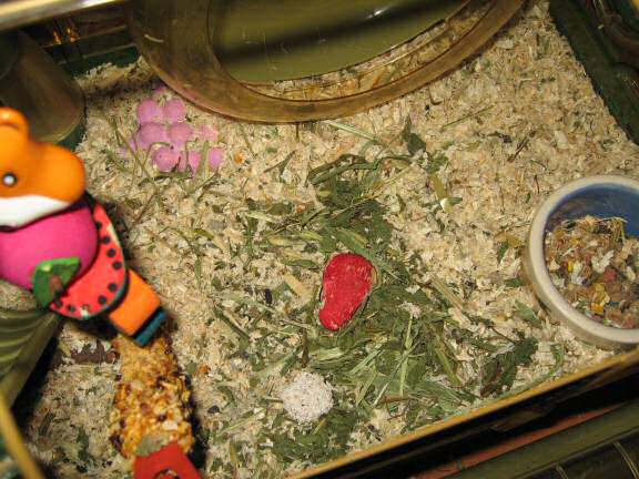 My hamster Lucy enjoying holiday times at HamsterTracker™ !