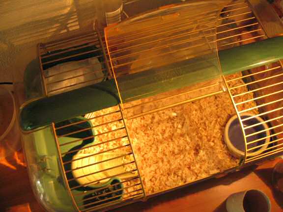 The cage all setup for Lucy 3.0.