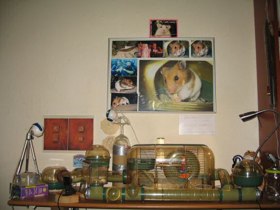 The new cage setup for my hamster Lucy.