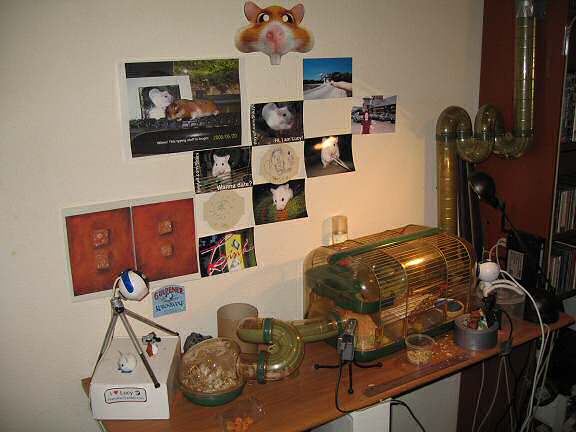 My hamster Lucy promotion at home!