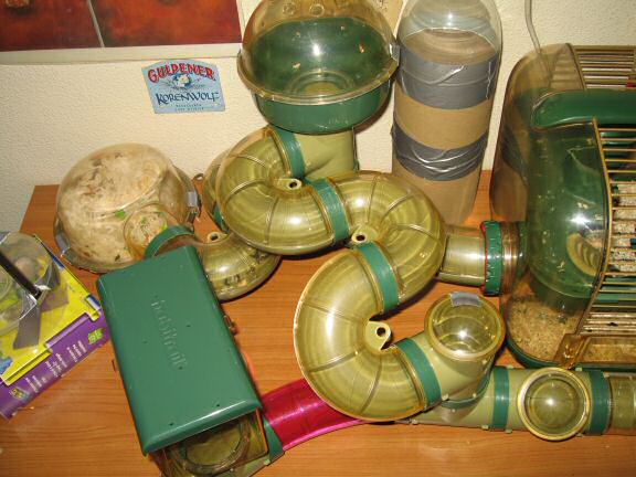 My hamster Lucy's 600 day anniversary.