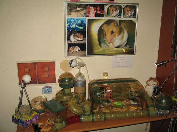 My hamster Lucy's 600 day anniversary.