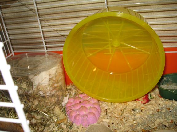 My hamster Lucy's new cage setup.