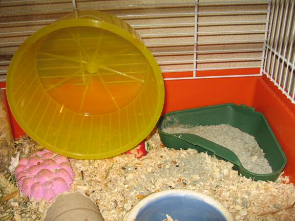 My hamster Lucy's new cage setup.