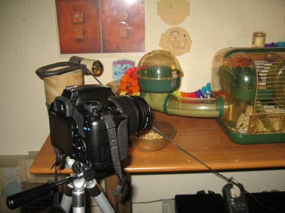 My hamster Lucy's 1st Birthday!