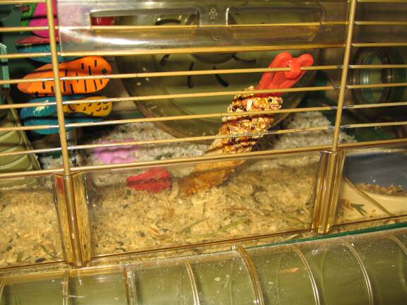 Chillin' it at HamsterTracker™ ... Literally !