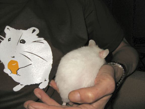 Picture of my hamster Lucy inspecting my new T-shirt.