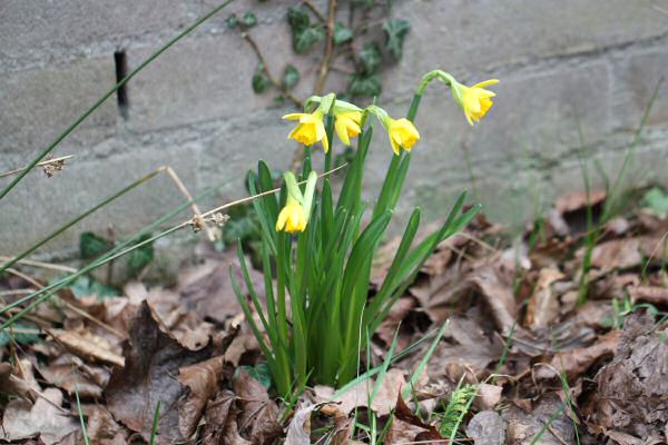 Spring Time at HamsterTracker.com!