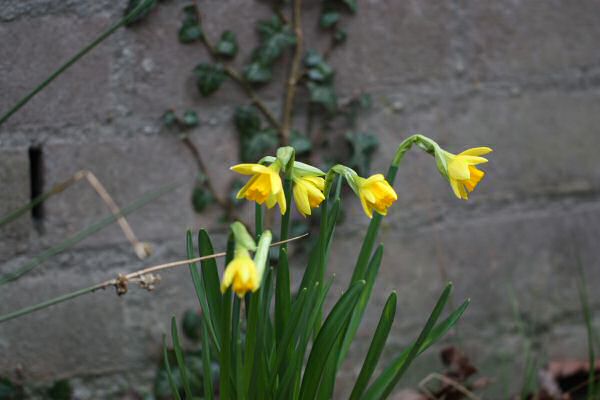 Spring Time at HamsterTracker.com!