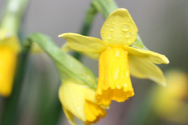 Dafodills at the HamsterTracker-Headquarters Dafodills at the HamsterTracker-Headquarters