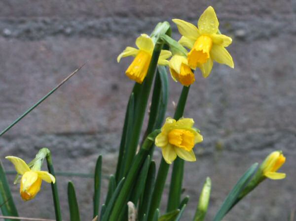 Dafodills at the HamsterTracker-Headquarters