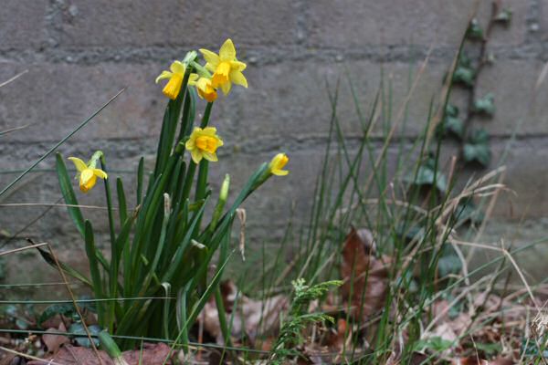 Dafodills at the HamsterTracker-Headquarters