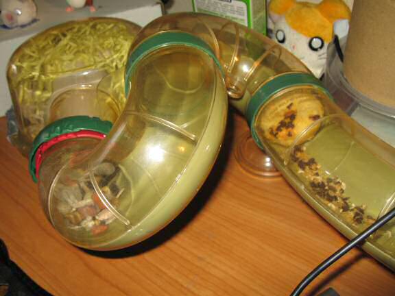 Picture of the donut I served my hamster Lucy after 24 hours.