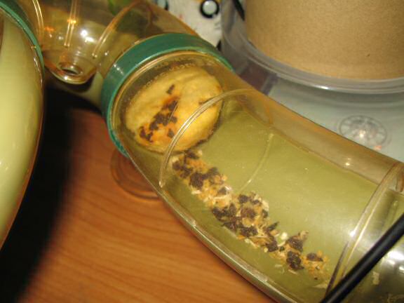 Picture of the donut I served my hamster Lucy after 24 hours.