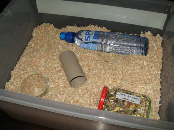 My hamster Lucy's Emergency Kit.