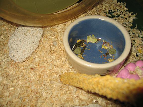 Lucy's foodbowl almost emptied in one go !