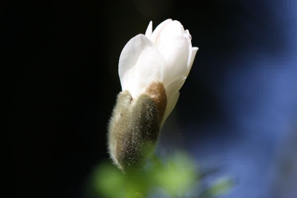 More HamsterTracker-Headquarters Front garden flowers. More HamsterTracker-Headquarters Front garden flowers.