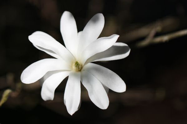 More HamsterTracker-Headquarters Front garden flowers. More HamsterTracker-Headquarters Front garden flowers.