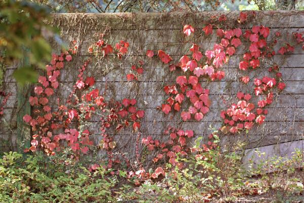 Lucy's 2nd Mansion-Expansion: Meditation Room !