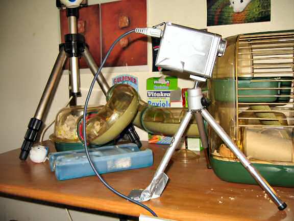 My hamster Lucy cooling down with her Hamster Airco.