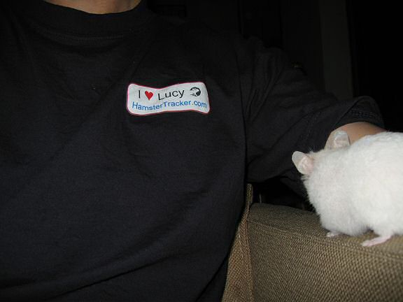 My hamster Lucy inspecting the new HamsterTracker.com shirt.