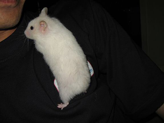 My hamster Lucy sitting on the printed HamsterTracker.com logo.