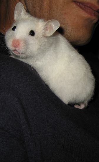 My hamster Lucy wanting a HamsterTracker.com shirt.