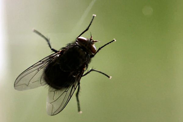 HamsterTracker(tm)-Wild Life around the office; Fly