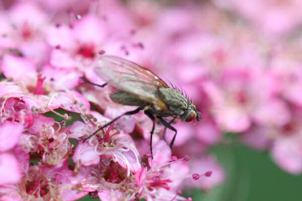 HamsterTracker(tm)-Wild Life around the office; Another Fly
