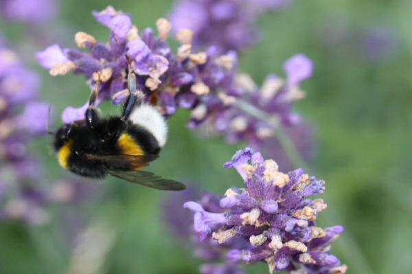 HamsterTracker(tm)-Wild Life around the office; Bumble Bee